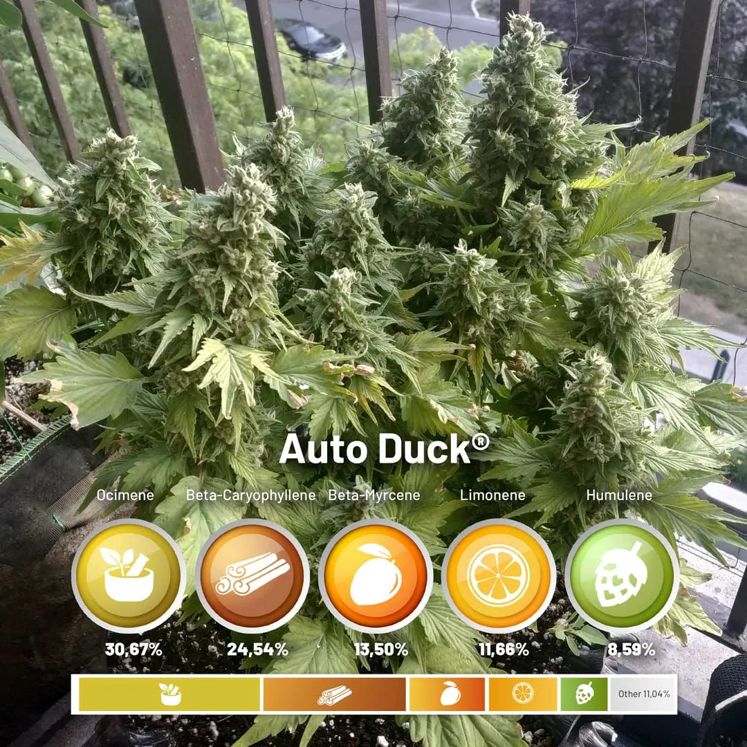 Auto-Duck-dutch-passion-seed-company-terpenes
