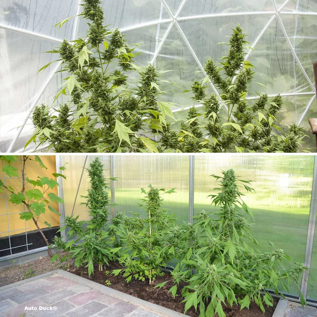 Auto Duck, stealth autoflower in a greenhouse 
