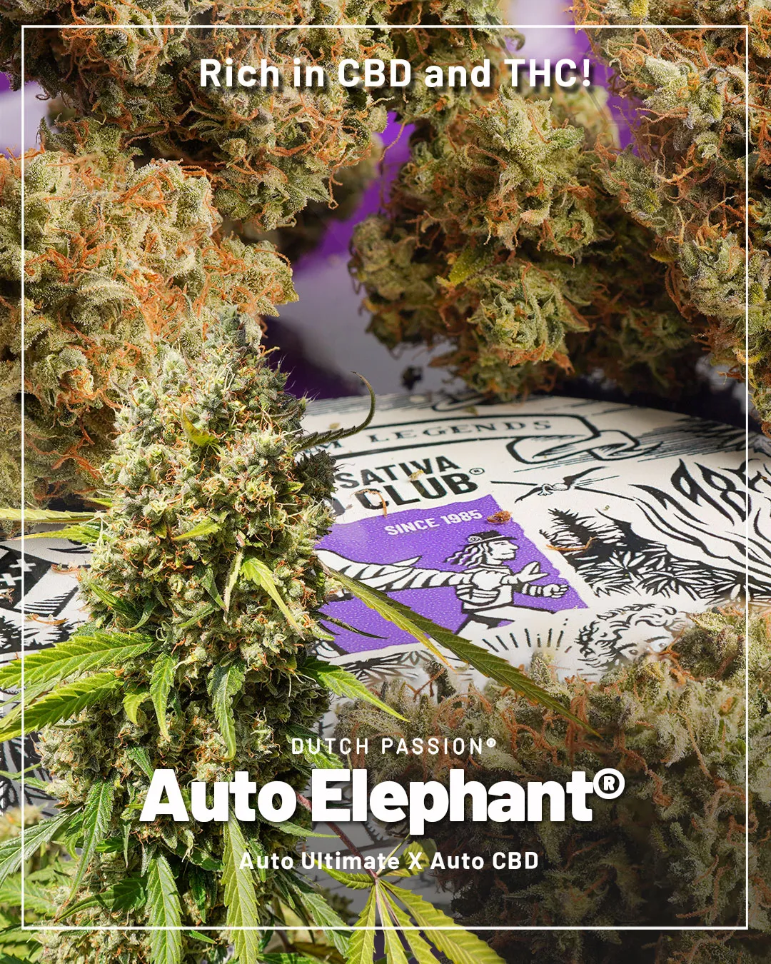 Auto-Elephant-the-autoflower-high-in-thc-and-cbd