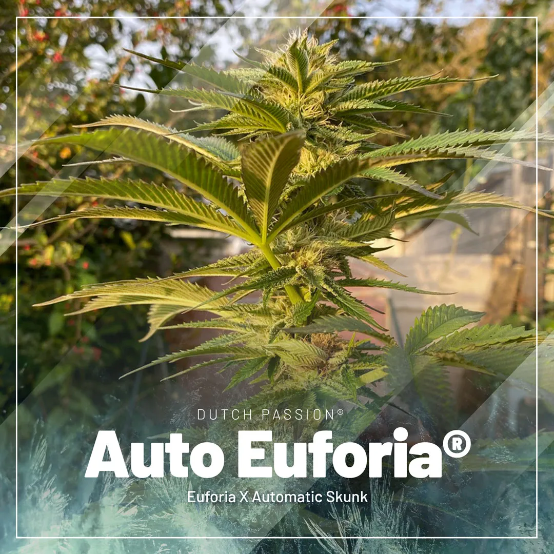Auto-Euforia-the-classic-skunk-autoflower-for-both-outdoors-as-indoors