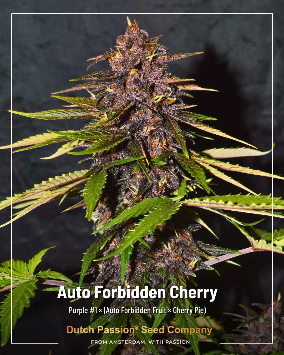 Auto Forbidden Cherry Dutch Passion