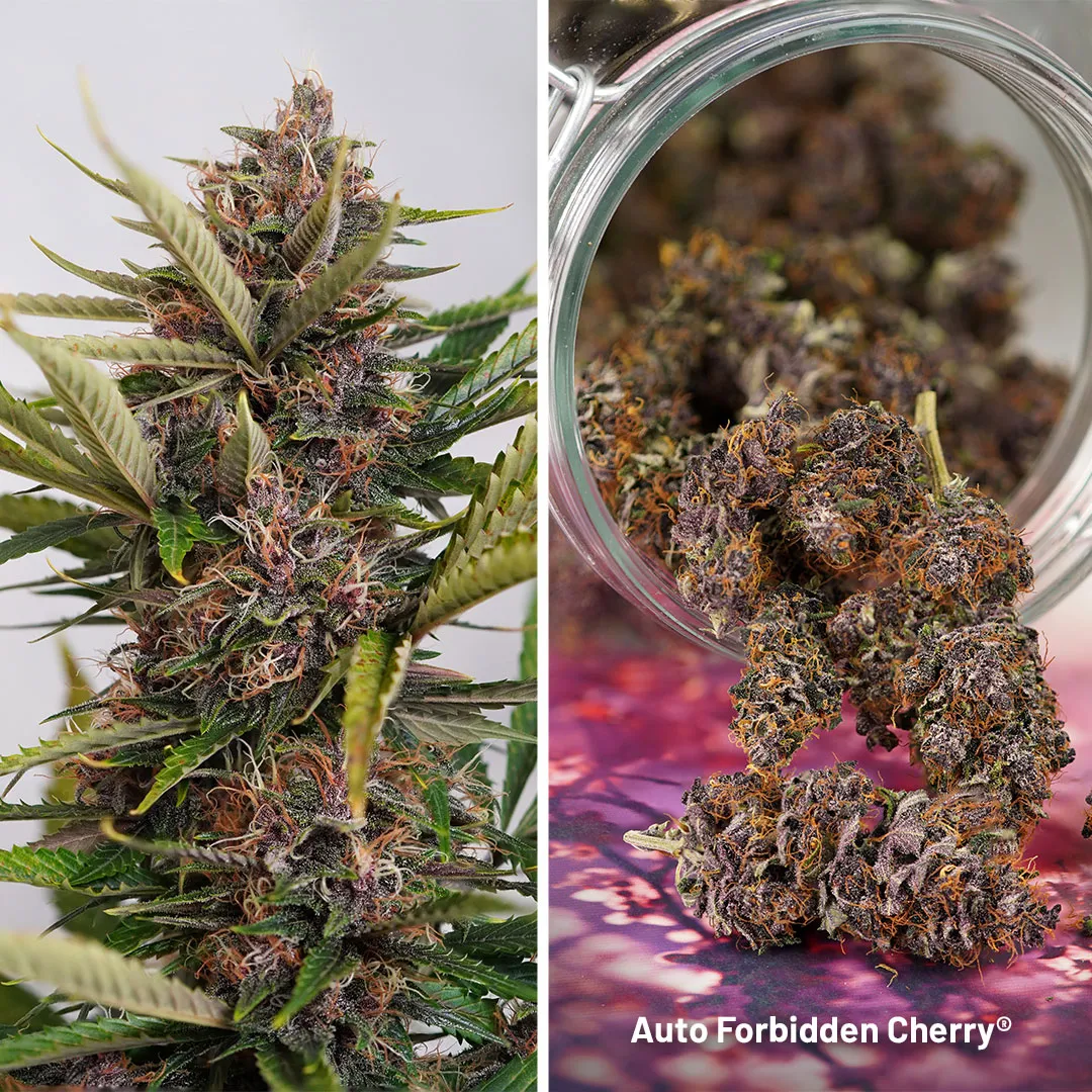 Auto-Forbidden-Cherry-Fruity-Autoflowers