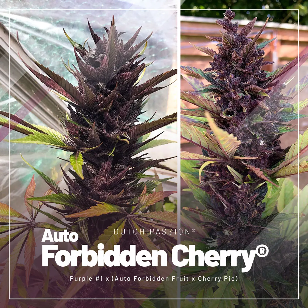 Auto-Forbidden-Cherry-the-outdoor-autoflower-with-purple-colour