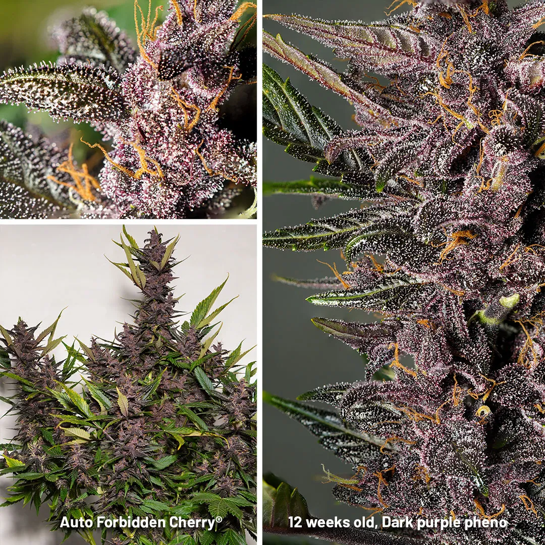Auto-Forbidden-cherry-12-weeks-old-overview-B