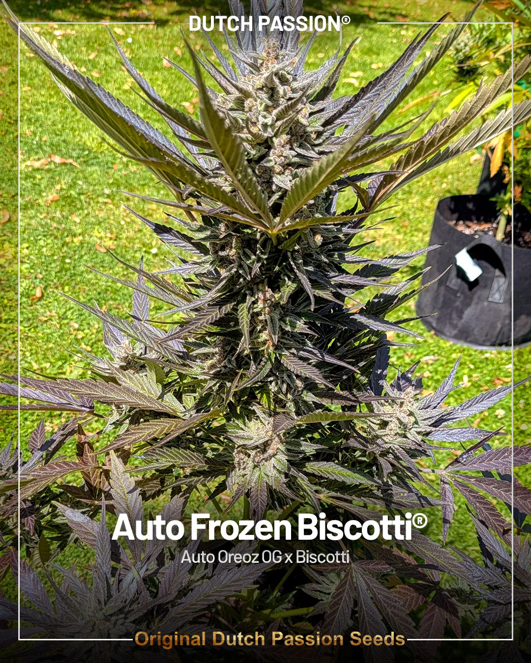 Auto Frozen Biscotti autoflower by dutch passion