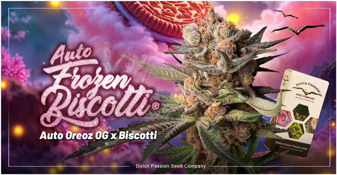 Auto-Frozen-biscotti-fem-strain-from-dutch-passion-seed-company