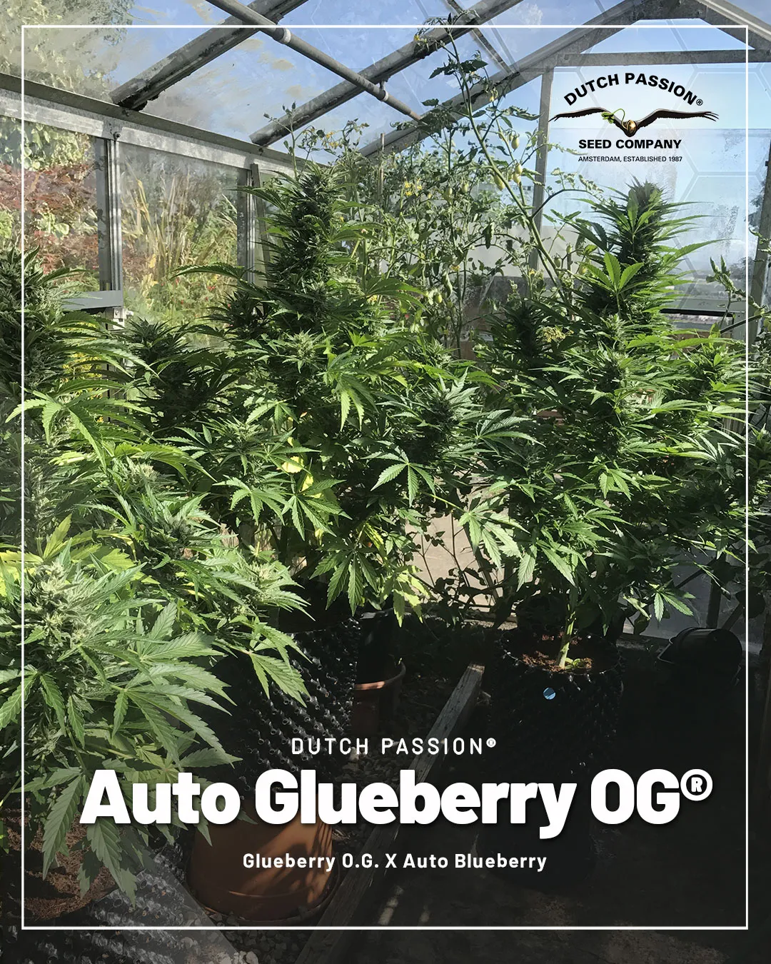 Auto-Glueberry-OG-extra-large-autoflower-for-outdoor-growing