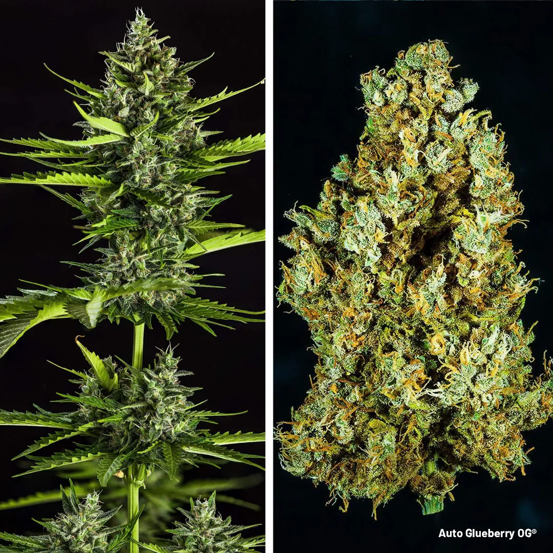 Auto-Glueberry-OG-xxl-autoflower-graines-wietzaadjes-dutch-passion-cannabis-seeds