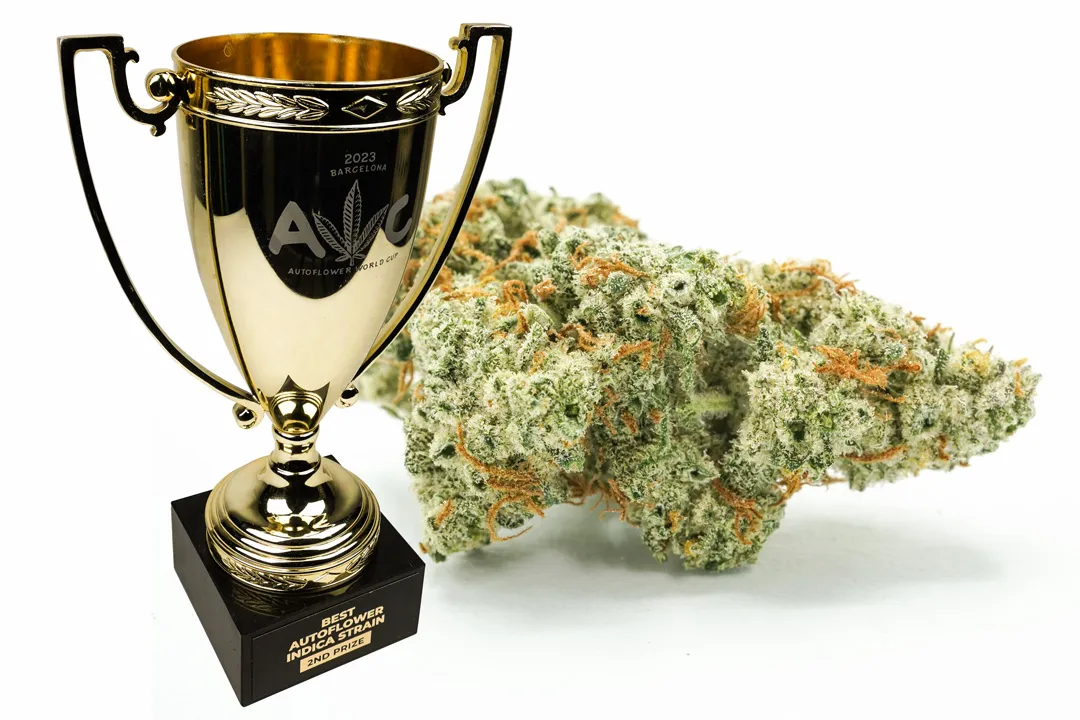 Auto-Kerosene-Krash-2nd-prize-autoflower-indica