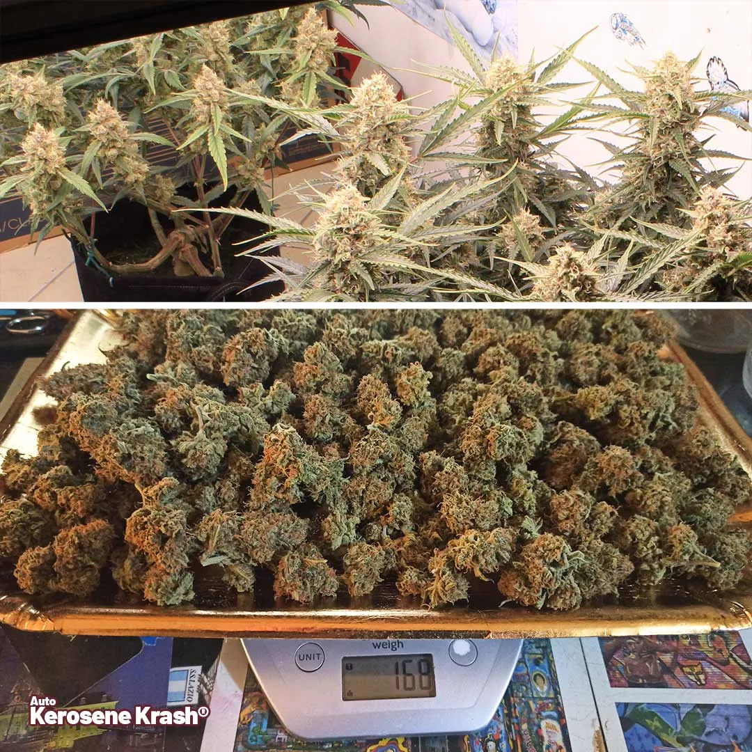 Auto-Kerosene-Krash-autoflower-by-dutch-passion-grow-review