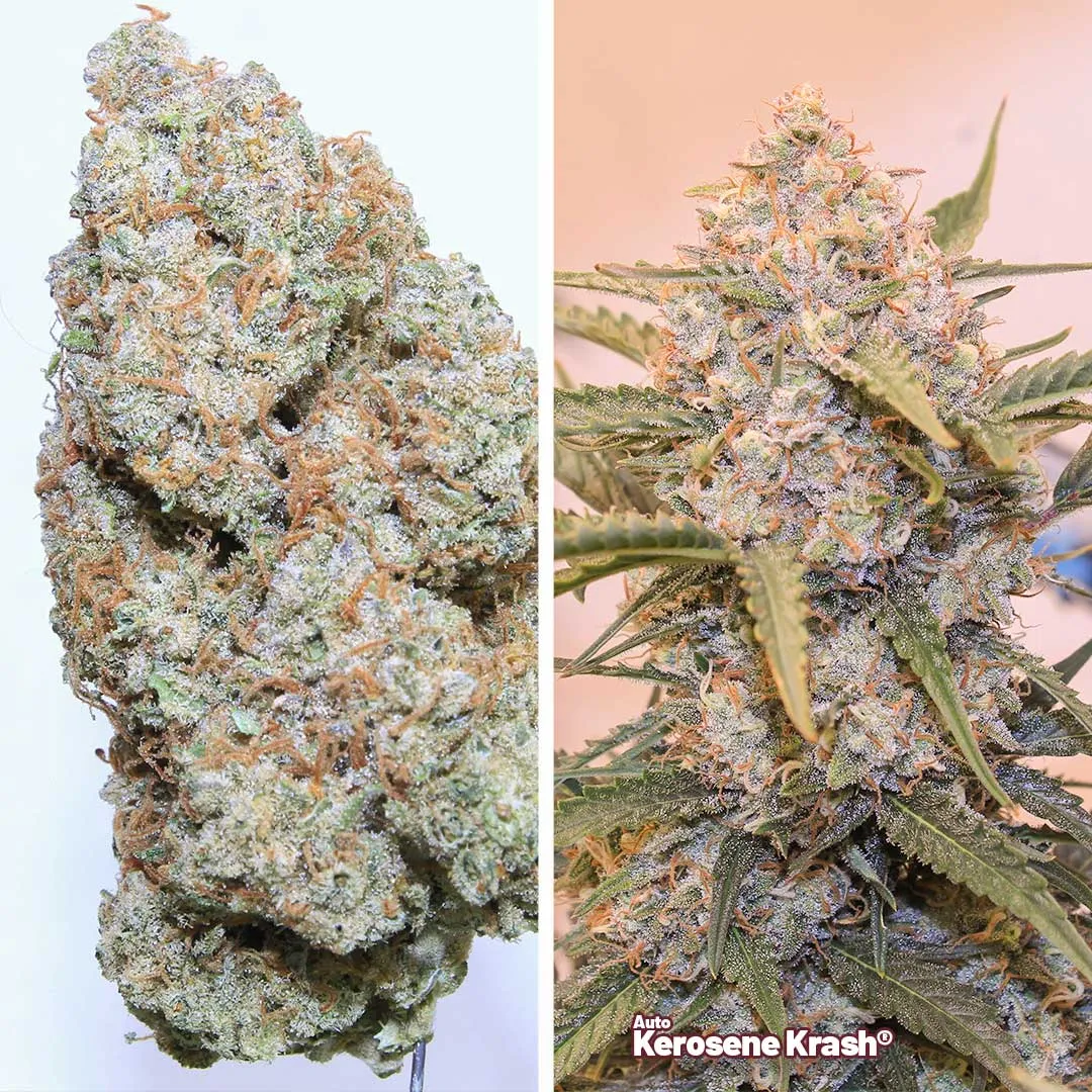 Auto-Kerosene-Krash-autoflower-by-dutch-passion-grow-review-B