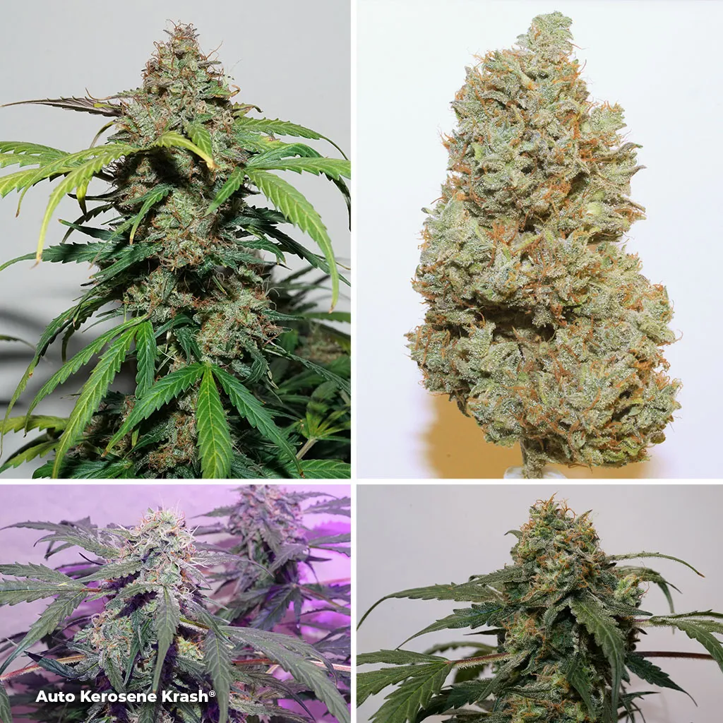 Auto-Kerosene-Krash-dutch-passion-autoflowers-for-SOG
