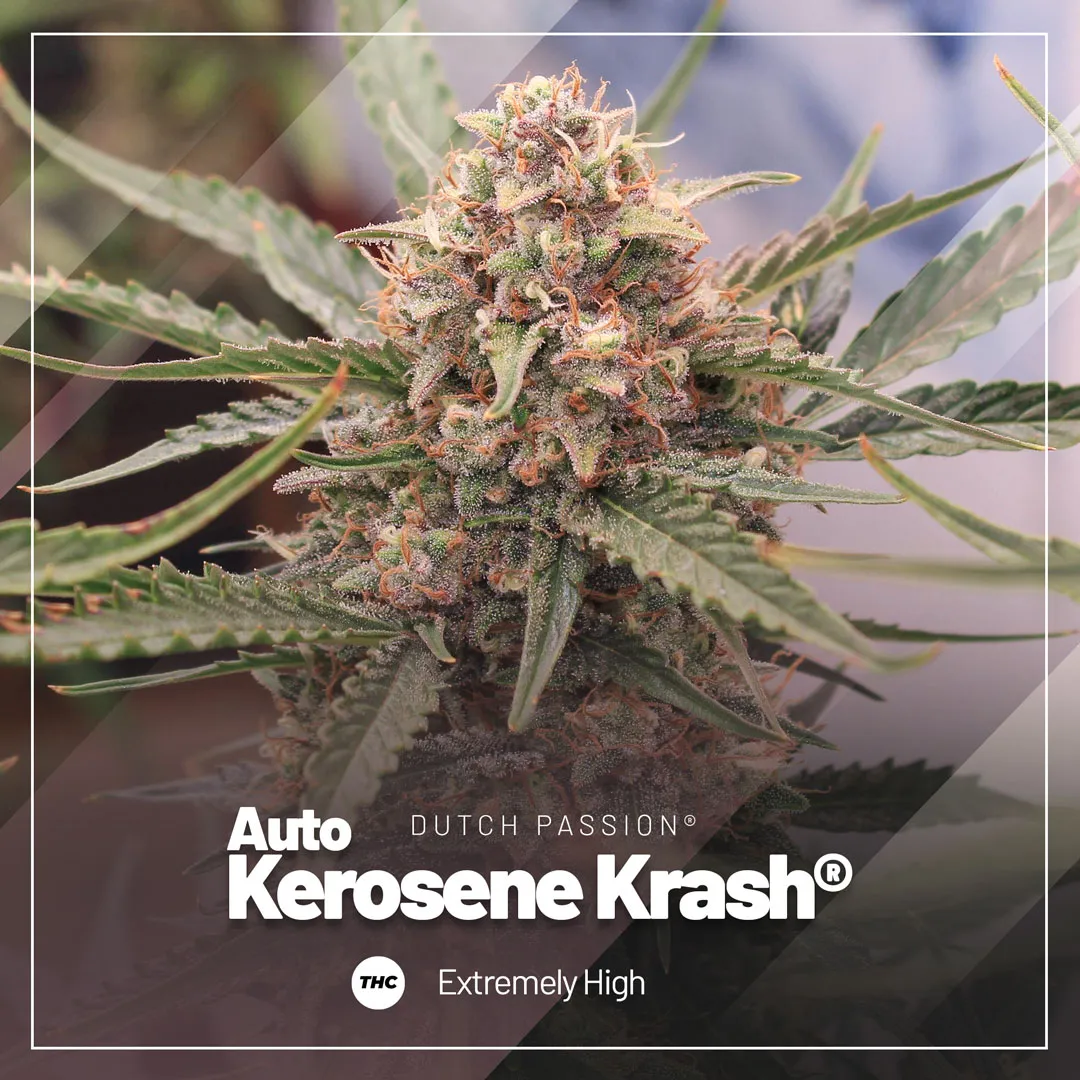 Auto-Kerosene-Krash-extremely-high-in-thc