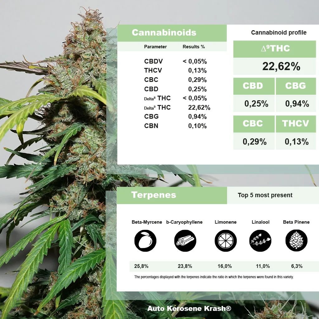 Auto Kerosene Krash lab results of almost 23% THC