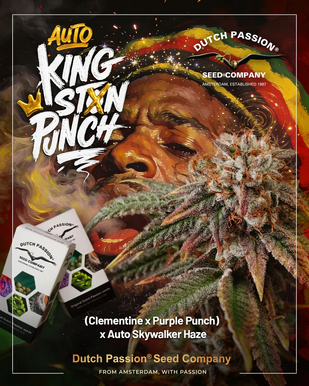 Auto Kingston Punch cannabis seeds by dutch passion seed company