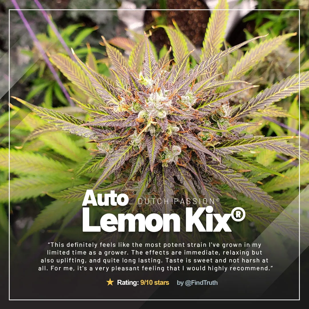 Auto-Lemon-Kix-GD-IG-march2022