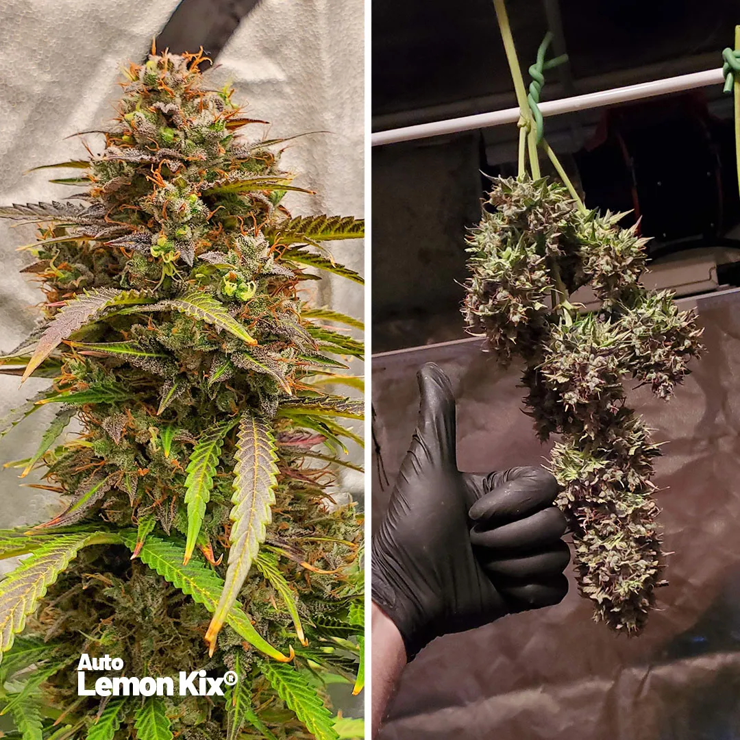 Auto-Lemon-Kix-amazing-terpenes-autoflower