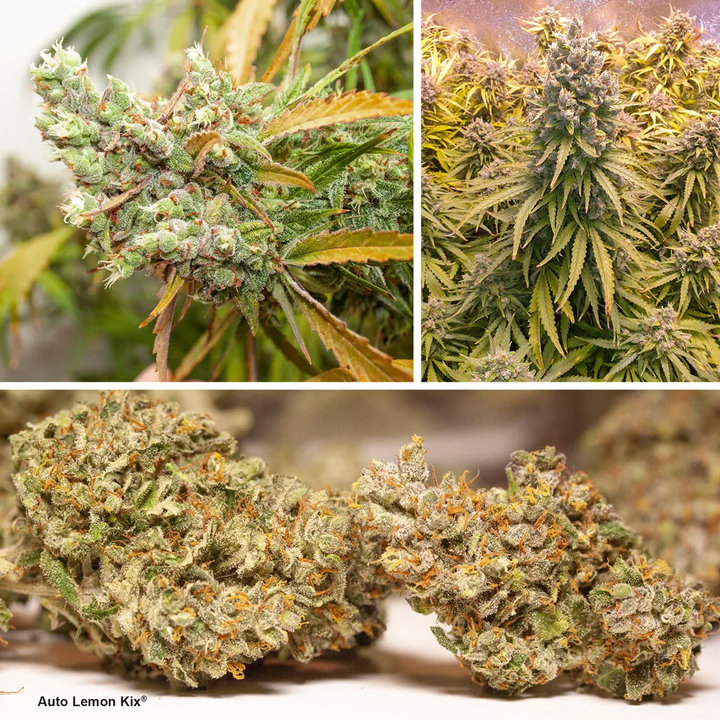 Auto-Lemon-Kix-autoflower-rich-sweet-citrus-skunky-taste