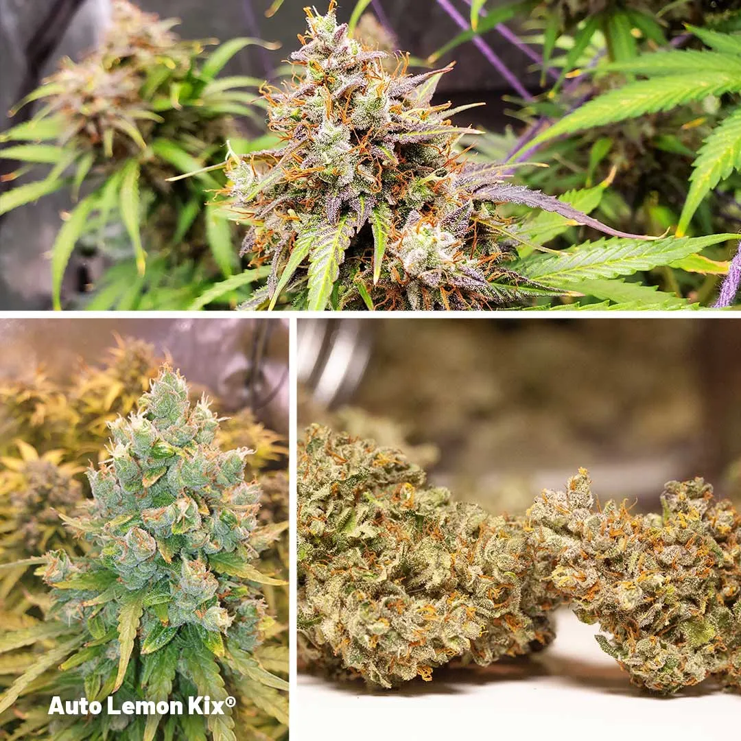 Auto-Lemon-Kix-citrus-aroma-cannabis-seeds