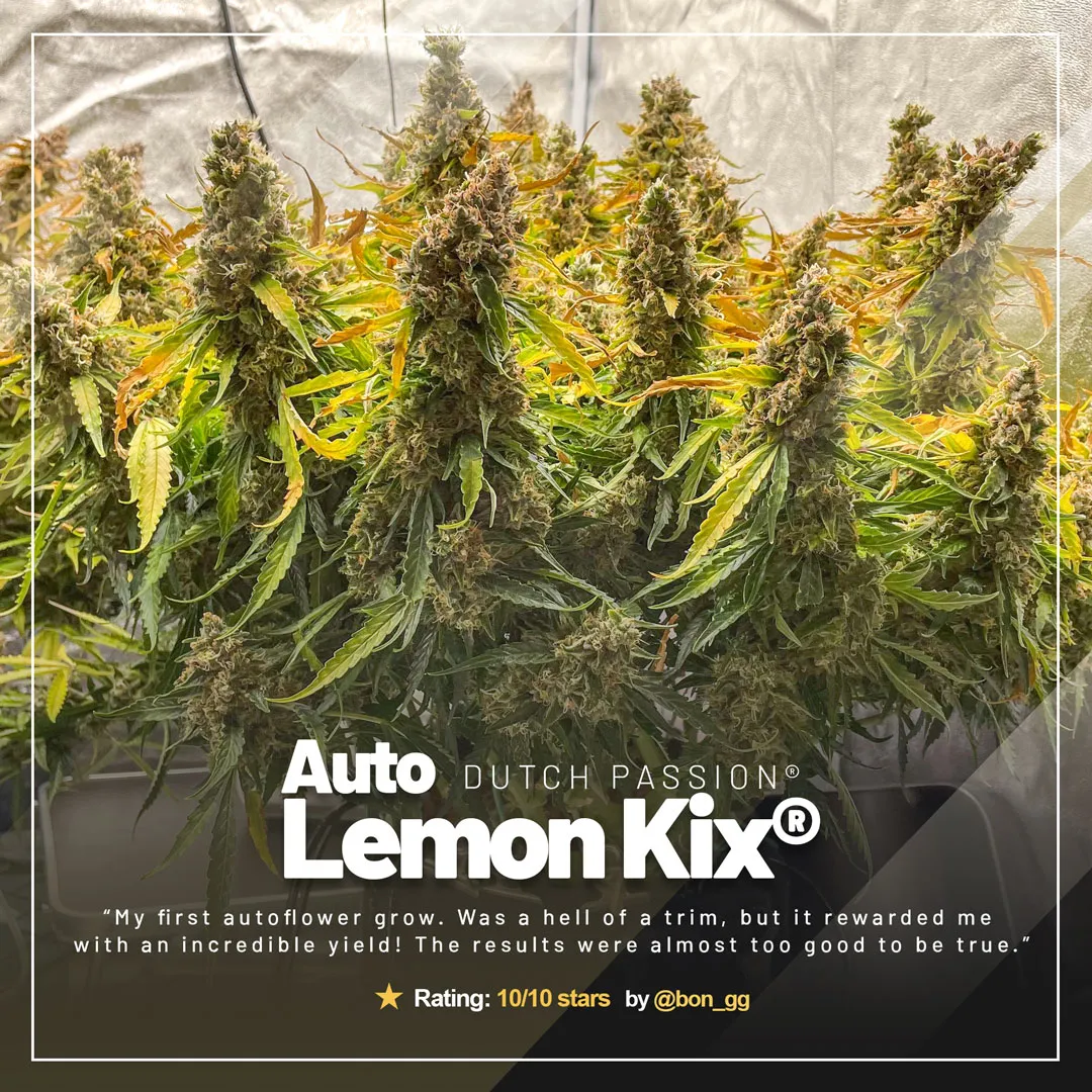 Auto-Lemon-Kix-grow-report-of-the-month-amazing-yield