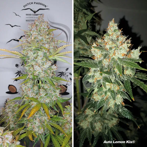 Auto Lemon Kix by Dutch Passion