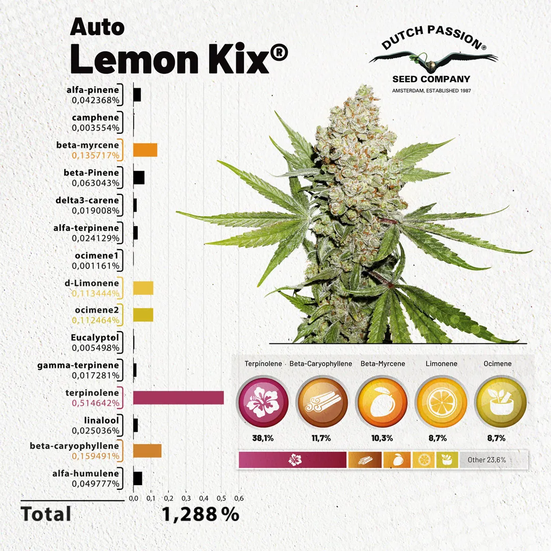 Auto-Lemon-kix-terpenes-over-1-procent