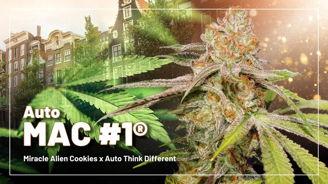 Auto-Mac-new-autoflower