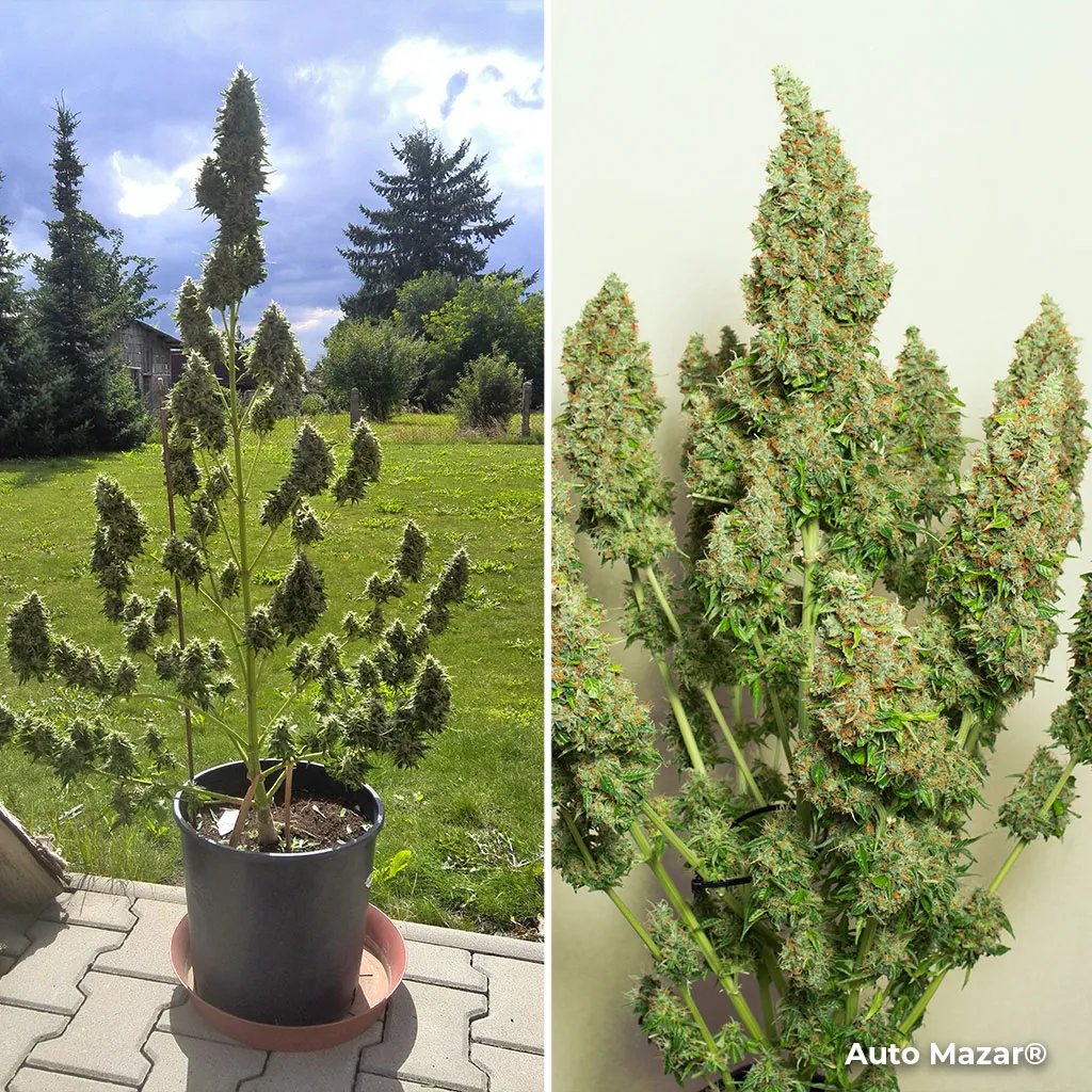 Auto Mazar, a favourite with guerrilla growers