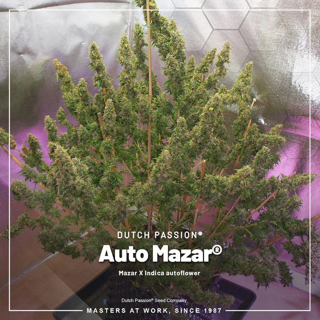 Auto-Mazar-autoflower-classic-wietzaadjes
