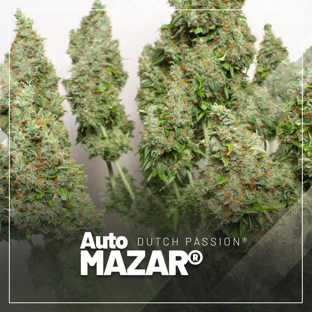 Auto-Mazar-autoflowers-by-dutch-passion-seed-company