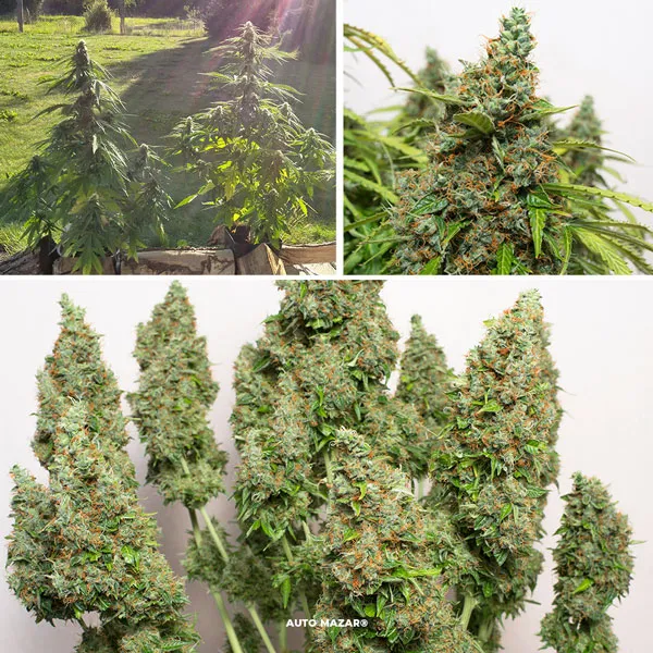 Auto Mazar, autoflowering guerrilla cannabis seeds