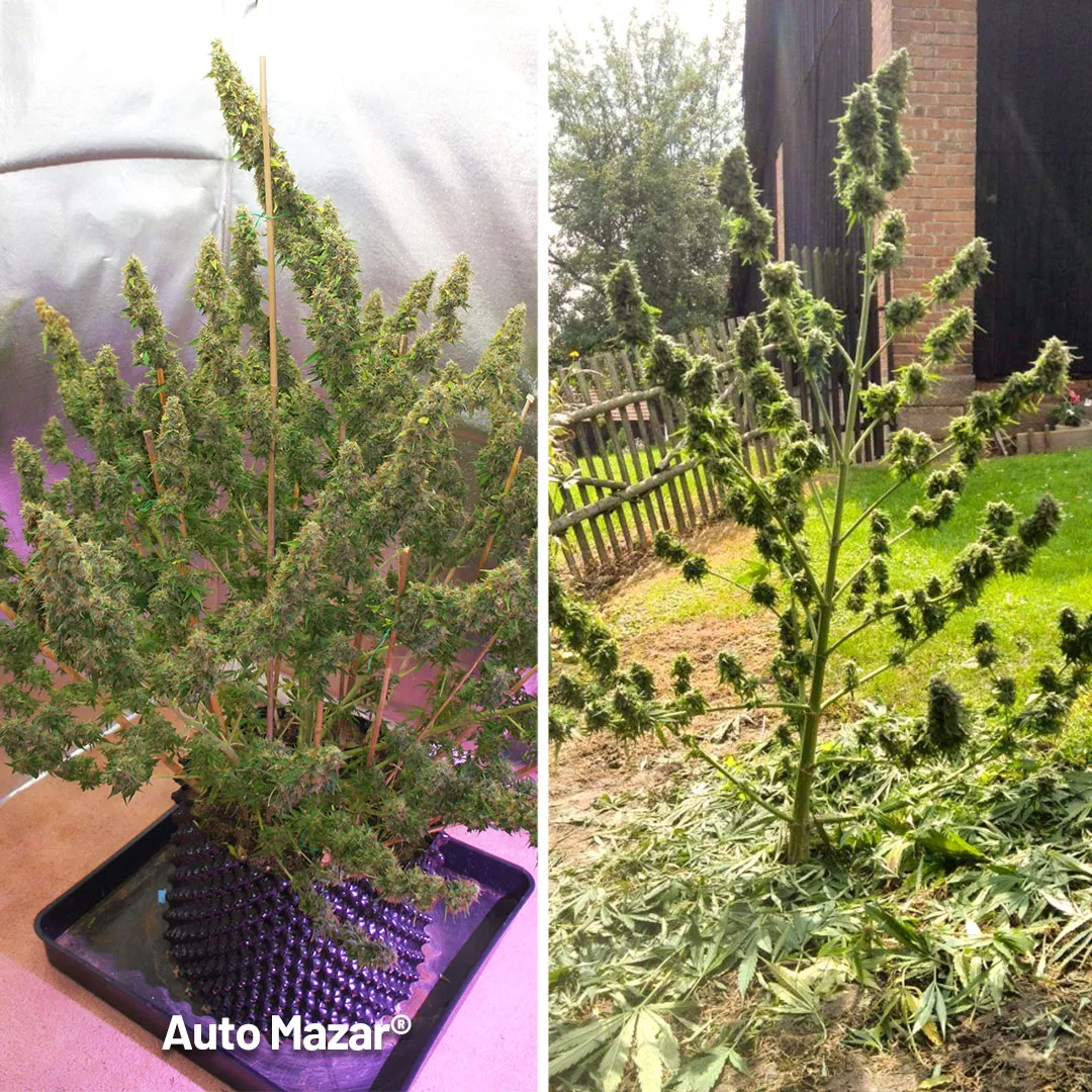 Auto-Mazar-dutch-passion-outdoor-autoflower