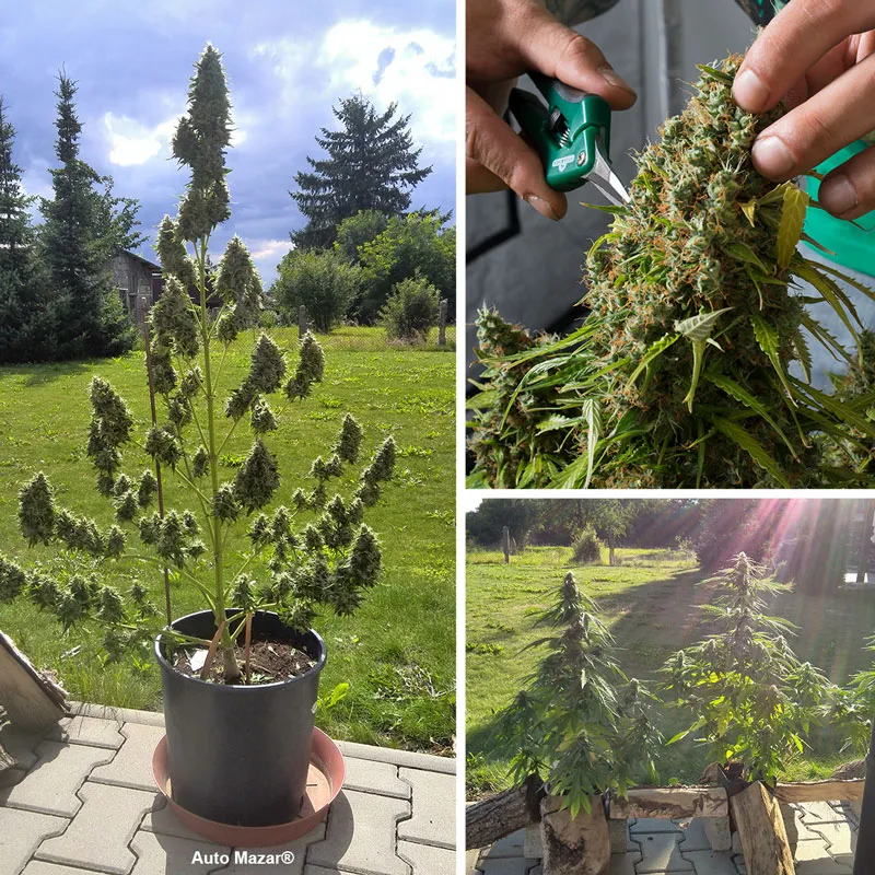 Auto Mazar, popular with outdoor growers