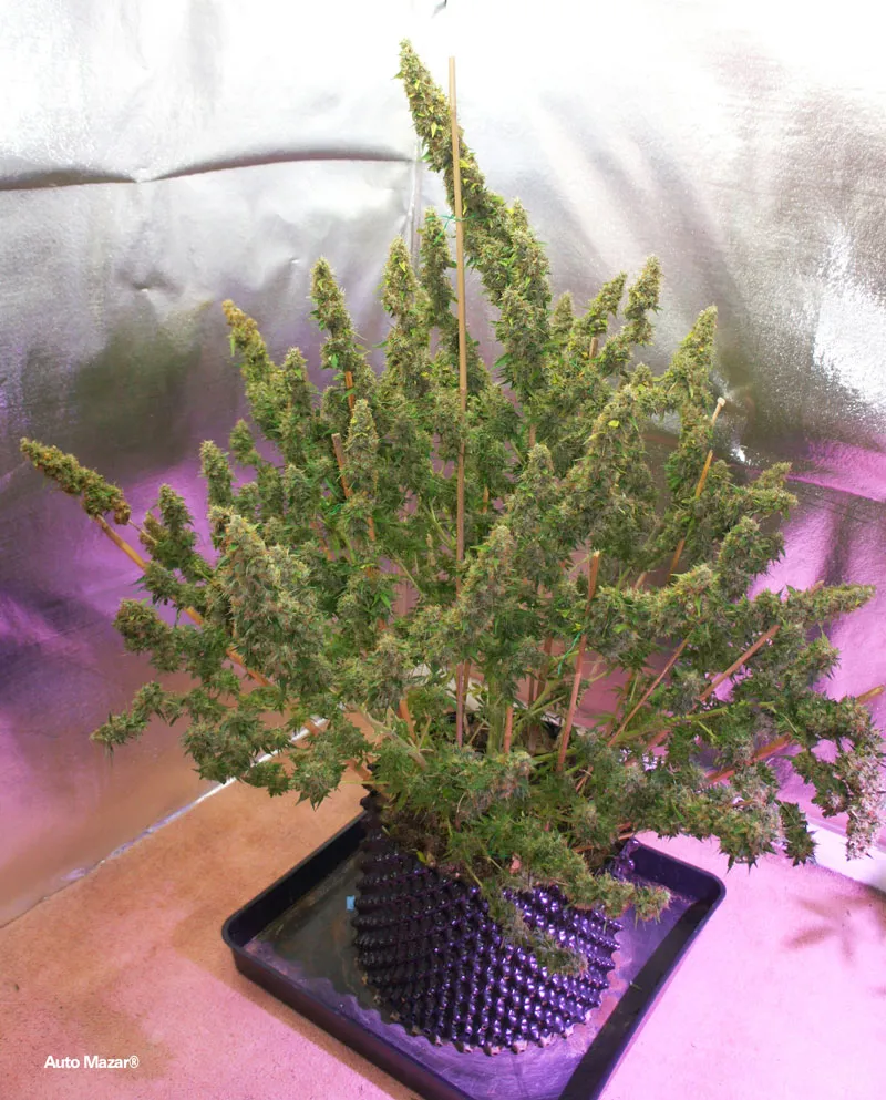 Auto Mazar in a large pot