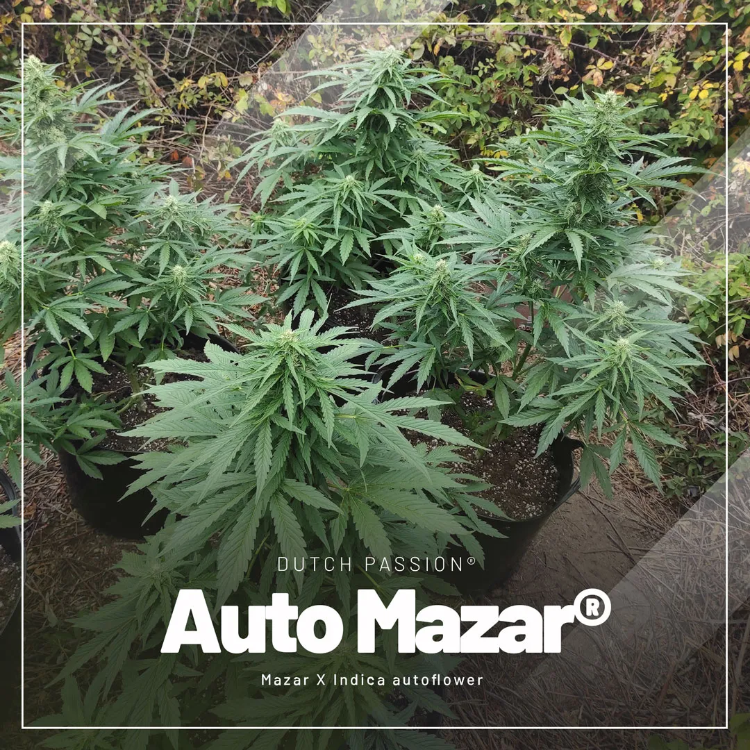 Auto-Mazar-the-easy-outdoor-autoflower-with-amazing-results