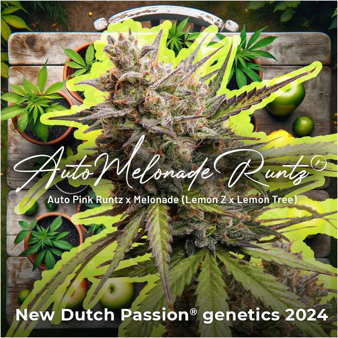 Auto-Melonade-Runtz-1080-2024