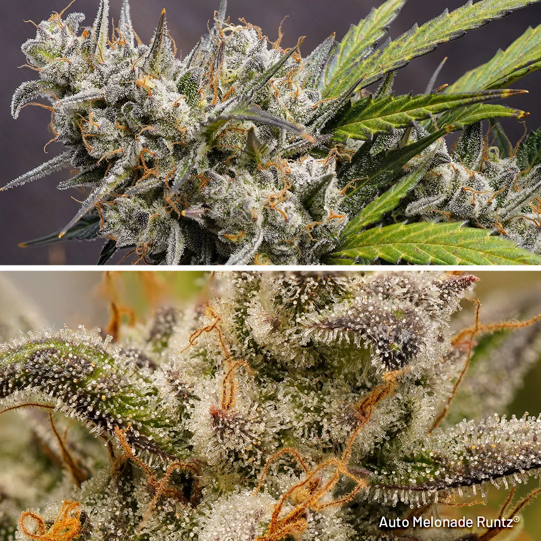 Auto-Melonade-Runtz-Dutch-Passion-2024