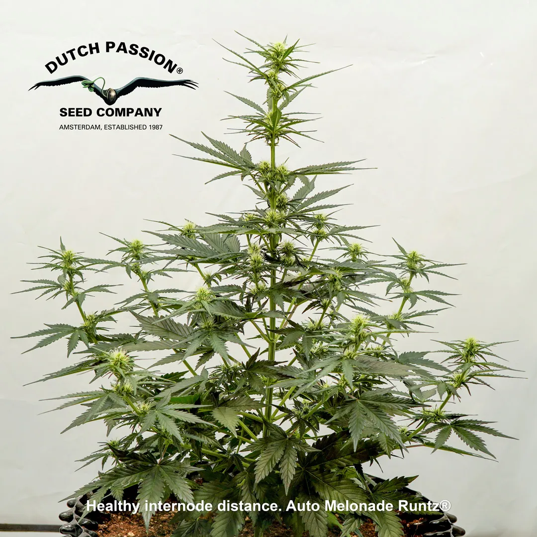 Auto-Melonade-Runtz-autoflower