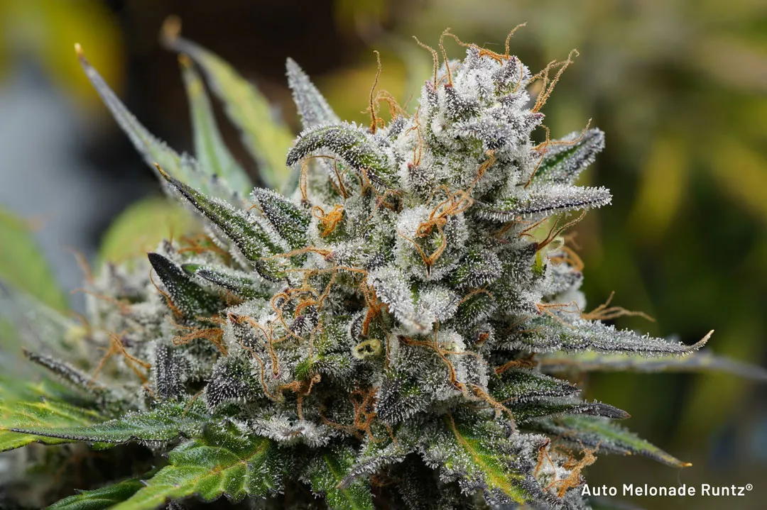 Auto-Melonade-Runtz-cannabis-seeds-high-is-farnesene