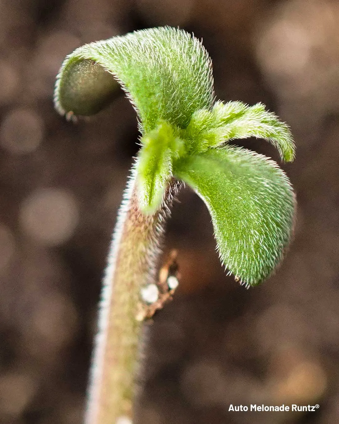 Auto Melonade Runtz seedling macro shot