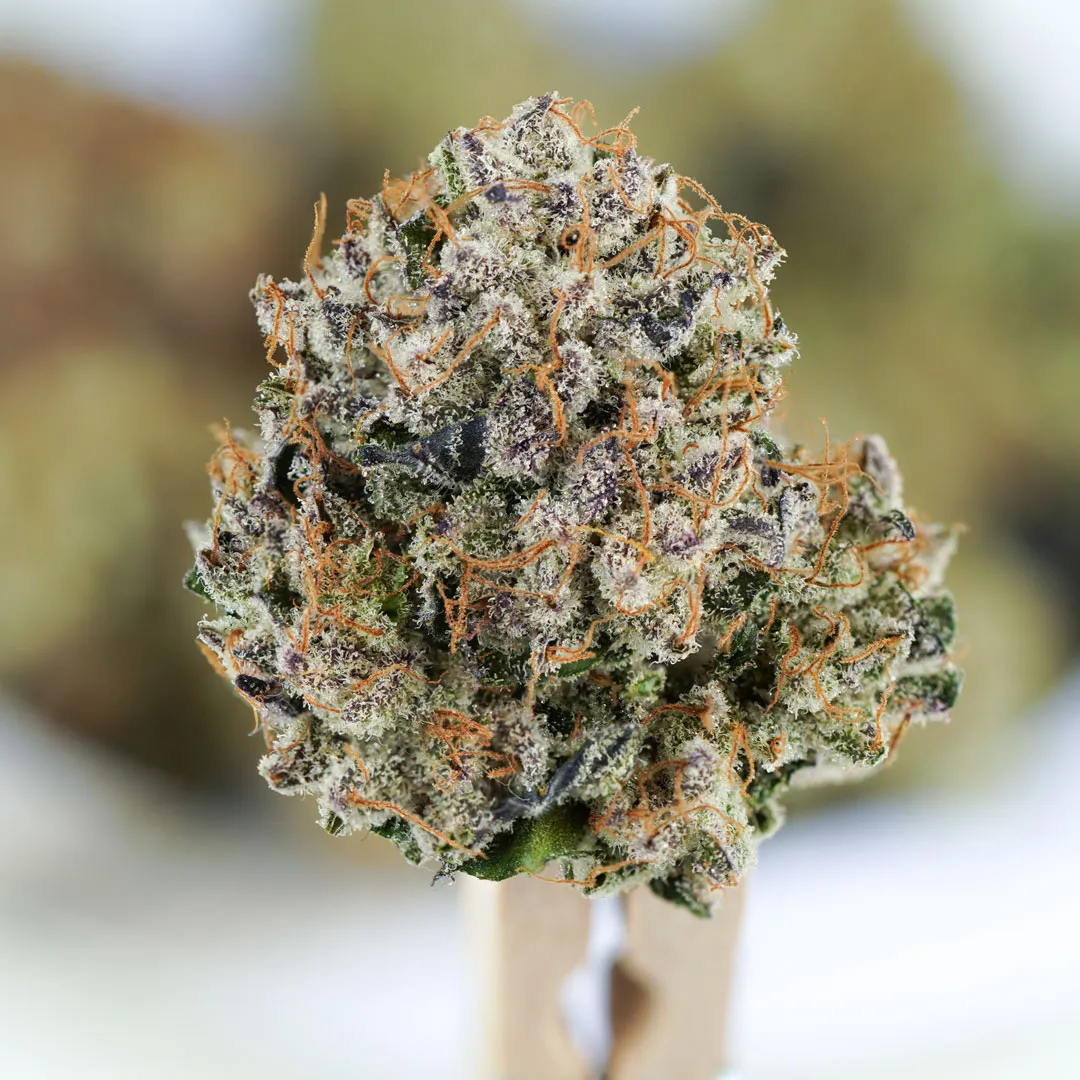 Auto-Mimosa-Punch-Budshot-trichomes
