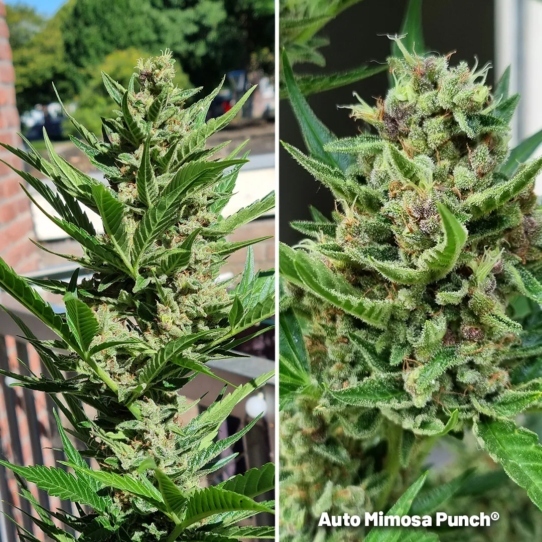 Auto-Mimosa-Punch-autoflower-on-a-balcony-cannabis-seeds