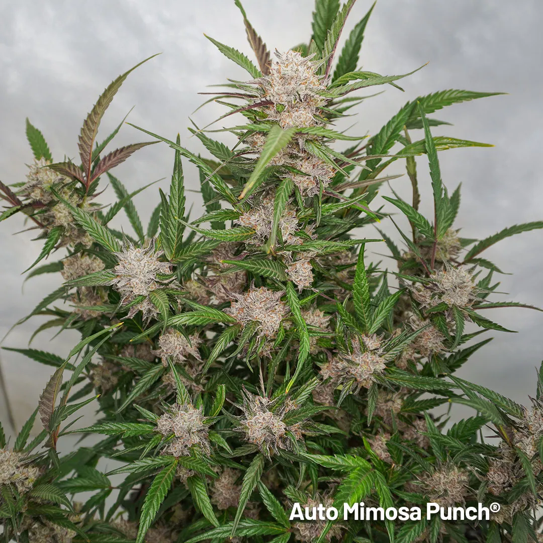 Auto-Mimosa-Punch-dutch-passion-extreme-terpenes-autoflower