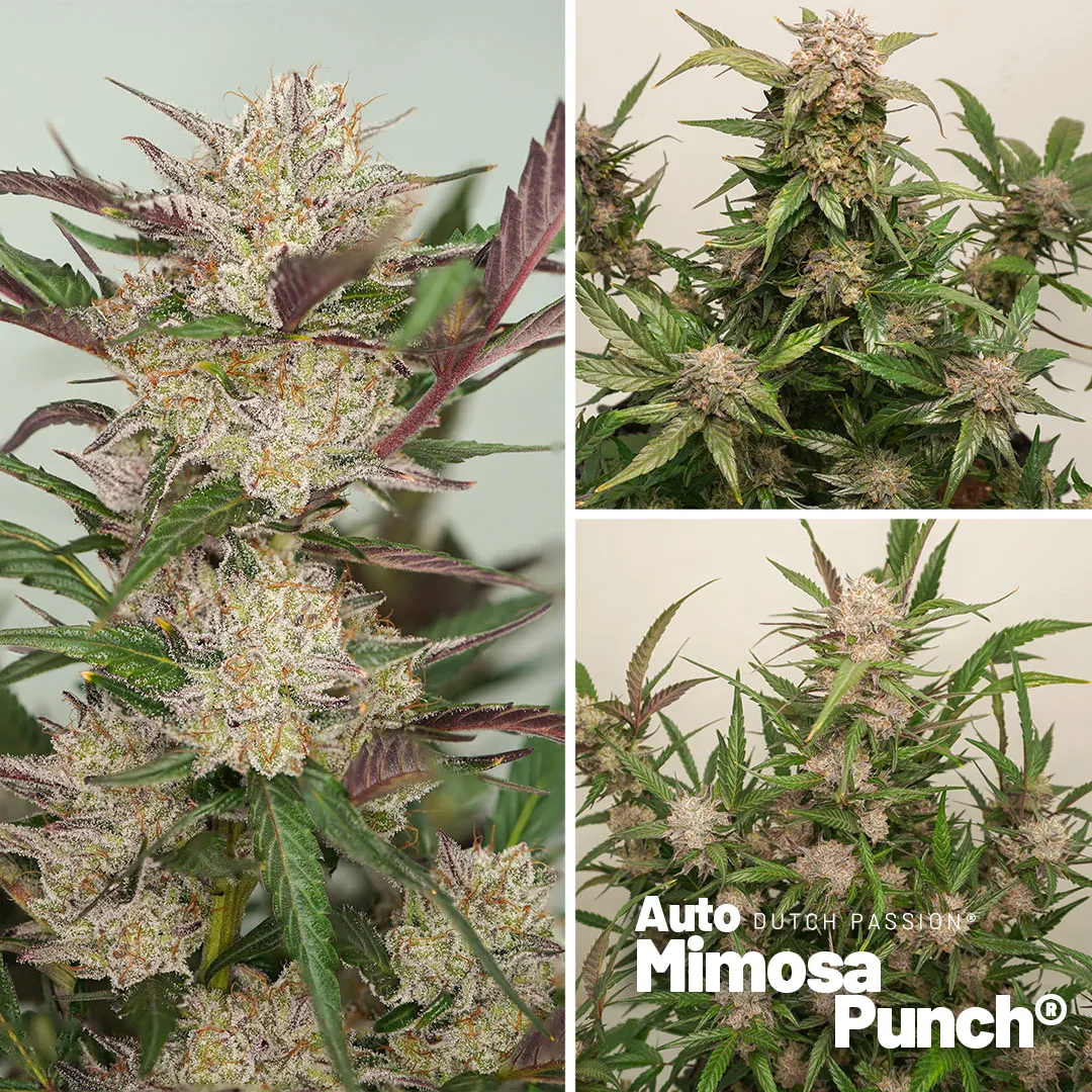 Auto Mimosa Punch - Dutch Passion