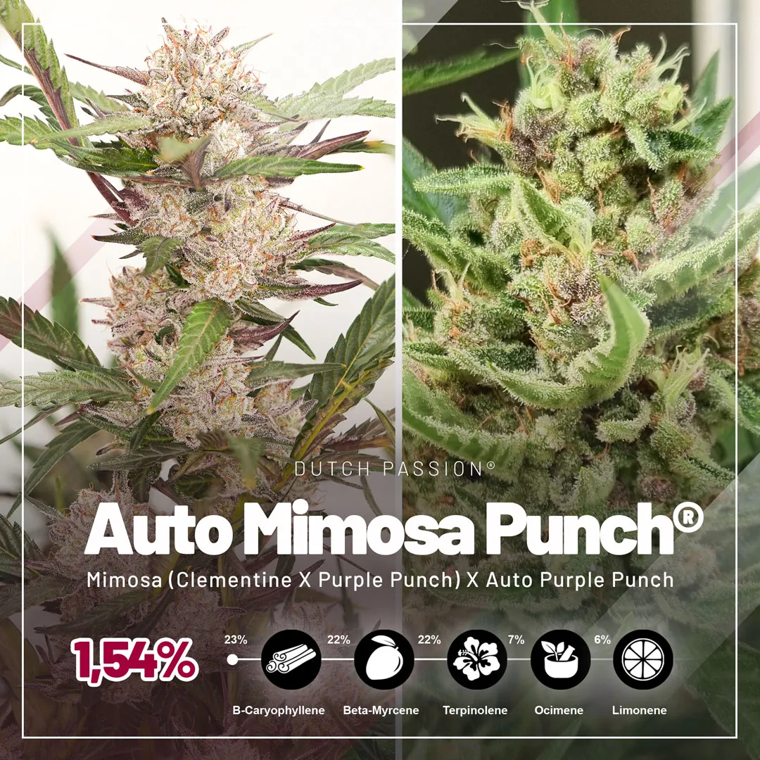 Auto Mimosa Punch strains with high terpene levels