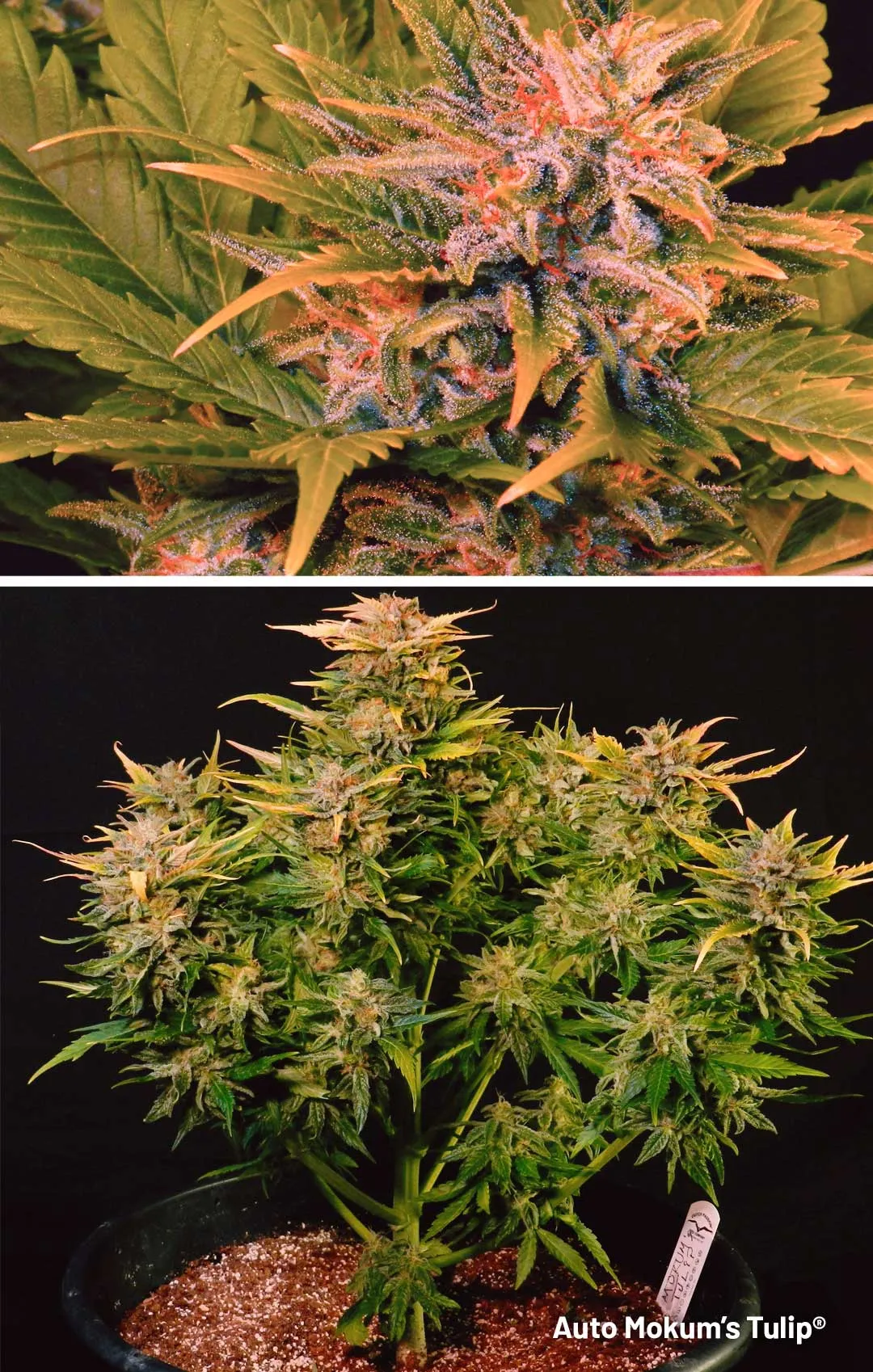 Auto-Mokums-Tulip-Autoflower-by-Dutch-Passion