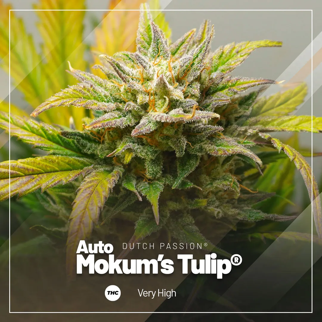 Auto-Mokums-Tulip-extremely-high-in-thc.