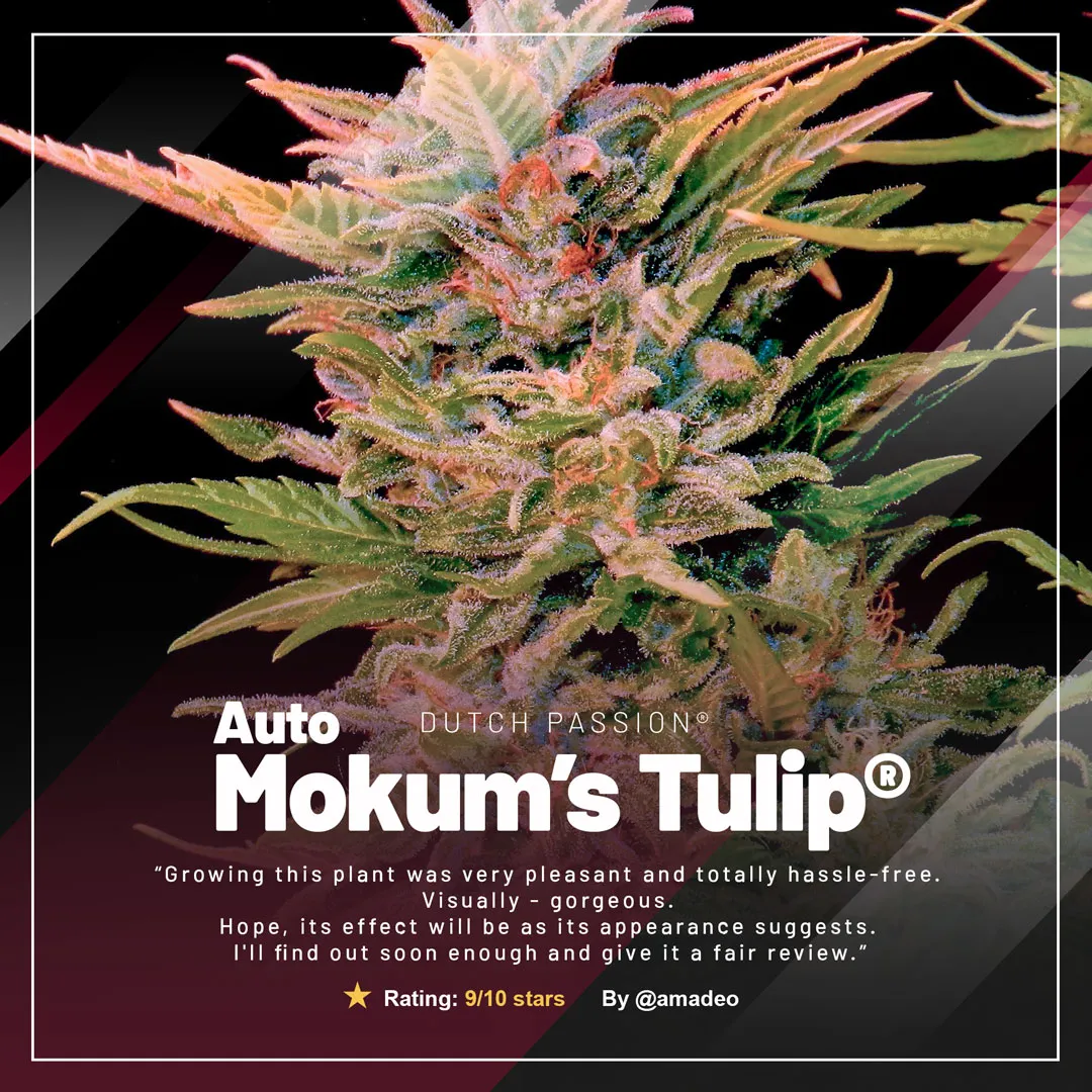 Auto-Mokums-Tulip-growdiaries-selection-of-the-month-Dutch-Passion