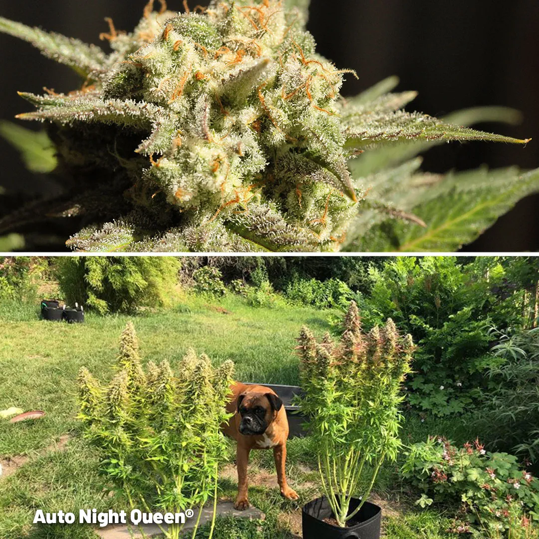 Auto-Night-Queen-autoflower-for-your-outdoor-grow