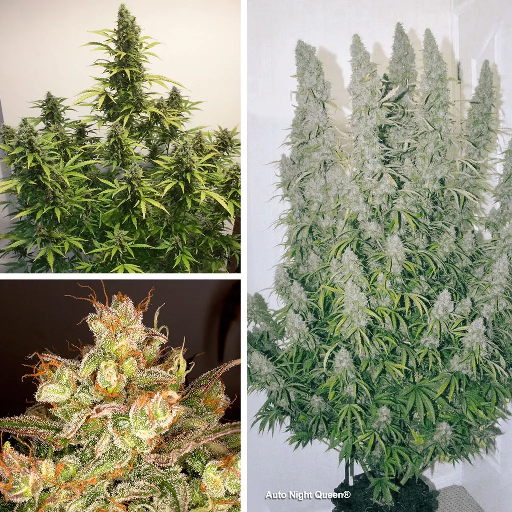 Auto Night Queen - compacte, facile à cultiver avec une puissance incroyable